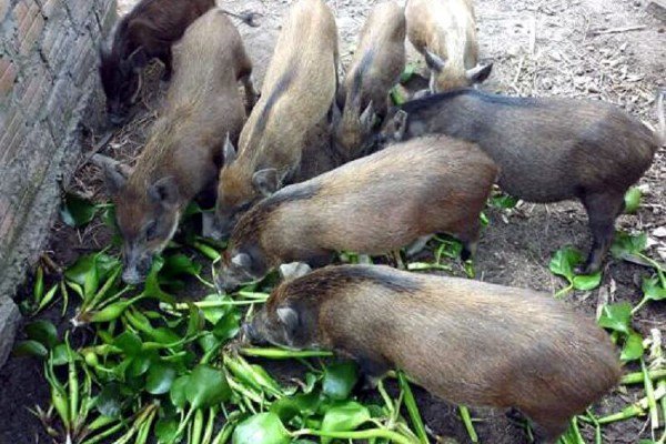 Do có sẵn nguồn cung thức ăn, người nông dân đỡ được một phần chi phí.