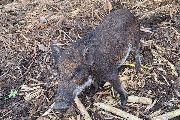 Nghề lạ ở Việt Nam: Bỏ phố về quê nuôi loài đặc sản chạy từng đàn, cho ăn rau củ rẻ tiền, chưa đến Tết đã hết hàng - 3