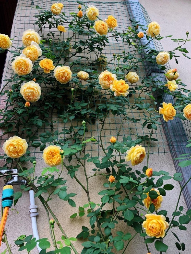 Khi trồng hoa hồng hãy nhớ 4 chữ này để hoa nở nhiều, nở thường xuyên - 1