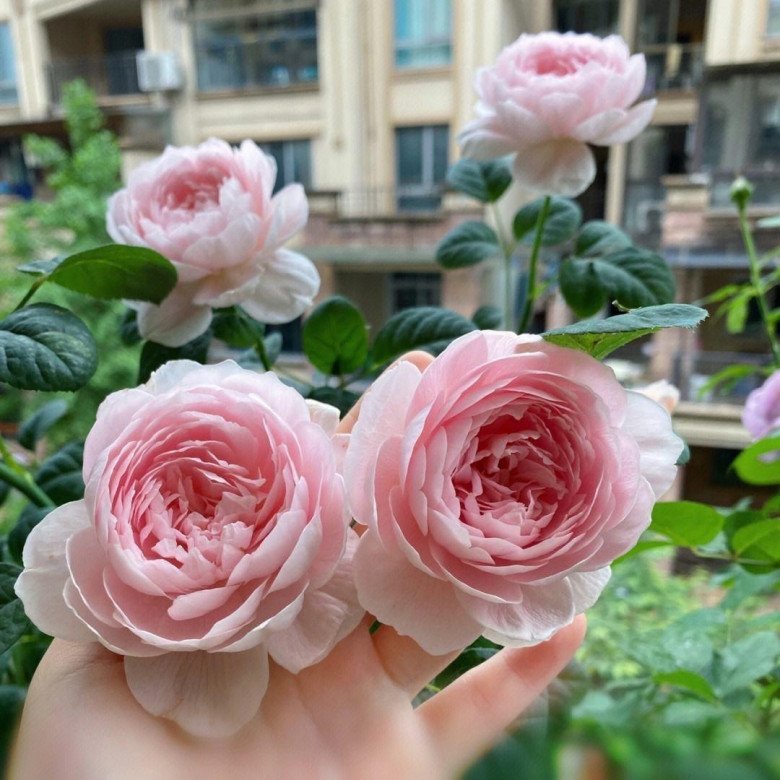 Khi trồng hoa hồng hãy nhớ 4 chữ này để hoa nở nhiều, nở thường xuyên - 4
