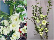 Tiêu dùng - Loại hoa hot trend Tết Giáp Thìn 2024: Màu xanh lạ mắt, hợp phong thủy năm rồng, dân tình rần rần tìm mua