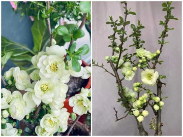 Loại hoa hot trend Tết Giáp Thìn 2024: Màu xanh lạ mắt, hợp phong thủy năm rồng, dân tình rần rần tìm mua