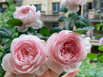 Khi trồng hoa hồng hãy nhớ 4 chữ này để hoa nở nhiều, nở thường xuyên