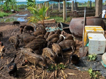 Nghề lạ ở Việt Nam: Bỏ phố về quê nuôi loài đặc sản chạy từng đàn, cho ăn rau củ rẻ tiền, chưa đến Tết đã hết hàng