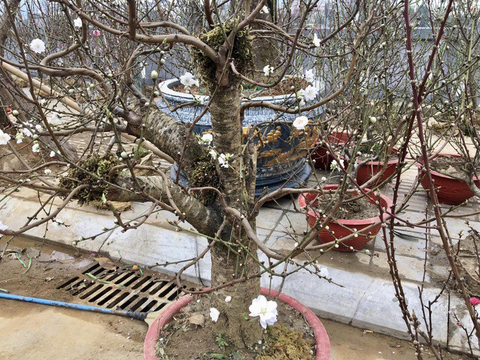 Dù đắt gấp nhiều lần so với đào thường nhưng nhiều người chơi hoa đều muốn sở hữu một gốc bạch đào trong nhà vào ngày Tết