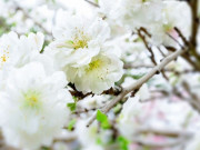 Tiêu dùng - Loại hoa đào quý hiếm được "săn đón" dịp Tết Giáp Thìn 2024, giá đắt gấp 4-5 lần đào bình thường