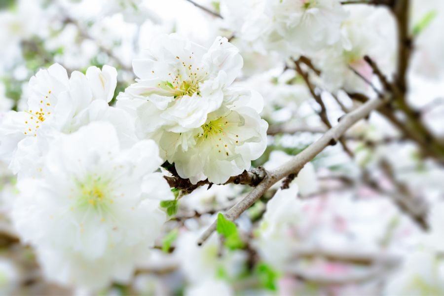 Vẻ đẹp của hoa bạch đào khiến nhiều người muốn sở hữu bằng được vào dịp Tết