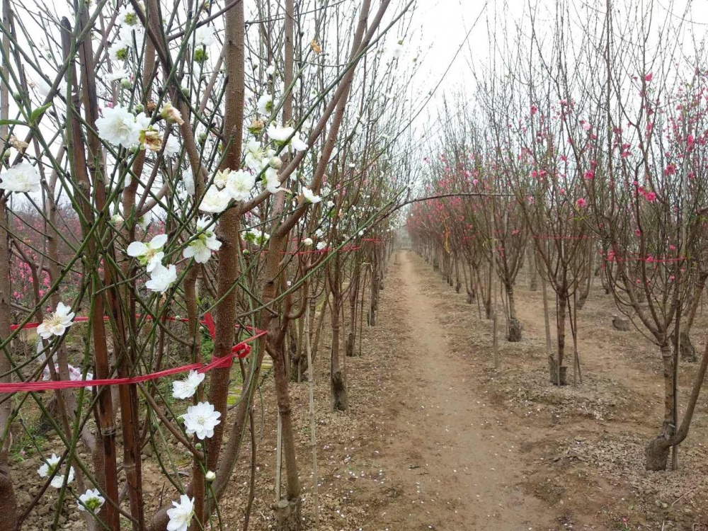 Bạch đào bên cành đào hồng thông thường tạo nên vẻ đối lập thú vị thu hút nhiều người mê hoa vào một dịp Tết đến Xuân về