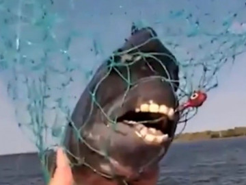 Loài cá kỳ lạ có hàm răng giống người, sẽ tấn công nếu bị khiêu khích