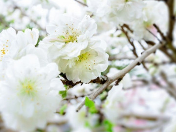 Loại hoa đào quý hiếm được săn đón dịp Tết Giáp Thìn 2024, giá đắt gấp 4-5 lần đào bình thường