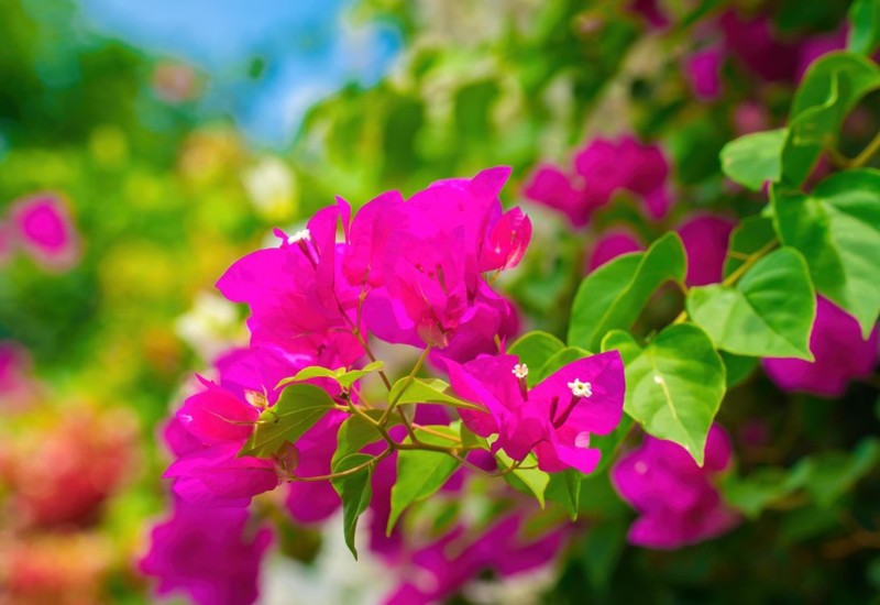 Hoa giấy là loài hoa được nhiều người chọn trồng trong sân vườn nhà, vì hoa nở quanh năm và có màu sắc rực rỡ. Thân cây uốn lượn nên dễ dàng tạo thành nhiều kiểu dáng khác nhau, hoặc tạo thành vòm cổng rất độc đáo.
