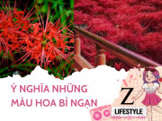 Lifestyle - Lý giải trend “bỉ ngạn hoa” khiến cư dân mạng hào hứng suốt tuần qua