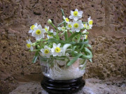 Nhà đẹp - Hoa thủy tiên có thực sự độc? Tại sao nhiều người thích đặt một chậu hoa thủy tiên trong nhà vào dịp Tết?