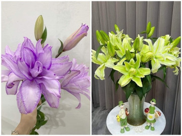 Thêm một loại hoa hot trend Tết Nguyên đán 2024, màu đẹp lạ và hợp phong thủy năm rồng, hàng về bao nhiêu cũng hết