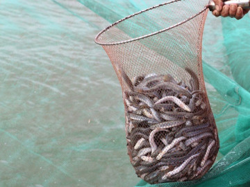 Loại cá ở quê xưa ít người biết đến, nay đem phơi khô thành đặc sản được ưa chuộng dịp Tết, giá 500.000 đồng/kg