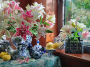 Nhà đẹp - Loài hoa biểu tượng của sự đoàn viên, hạnh phúc, ngày Tết chị em thi nhau săn lùng vì "cân" được cả sắc lẫn hương