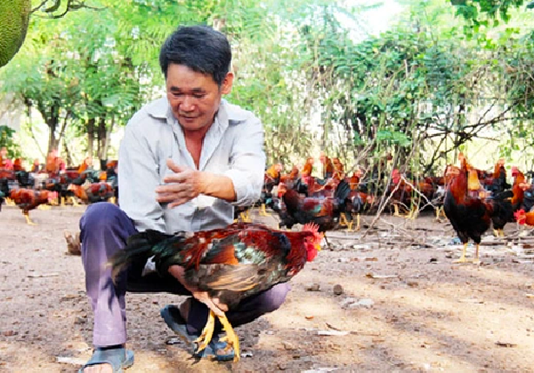 Nghề lạ ở Việt Nam: Nuôi giống gà là loài linh thiêng để cúng tổ tiên dịp Tết, giá đắt vẫn không có hàng để bán - 3