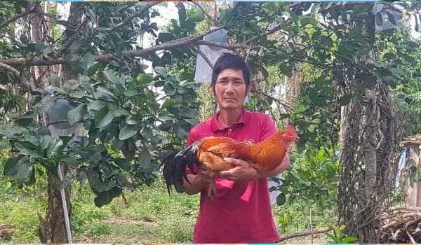 Ông Chanh bên một thành phẩm gà trống thiến sắp xuất chuồng.