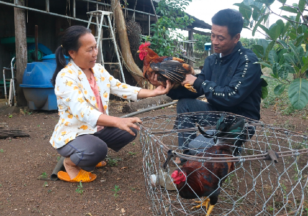 Anh Tắc giới thiệu gà cho khách.