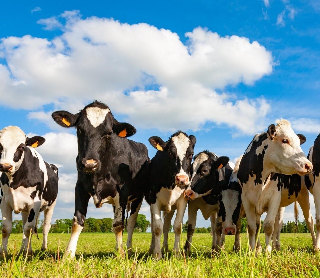 Bò sữa hiếm Holstein được nuôi hữu cơ tại đồng cỏ lúa mạch đen