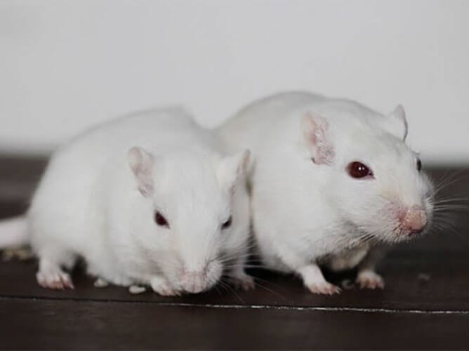 Kết quả sau 2 tháng chú chuột trắng được cho ăn đá 1 lần/ngày có lông thưa hơn và cử động chậm chạp hơn. Sau khi kiểm tra và phân tích sâu thì các nhà khoa học phát hiện hầu như tất cả những chức năng sinh lý của chú chuột này đều đã giảm sút và già hẳn so với chú chuột thứ nhất. 