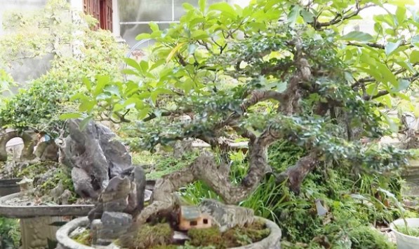 Anh Thái thường xuyên phải chăm sóc vườn cây.