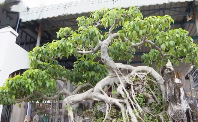 Chậu cây anh Thái thích nhất trong vườn.