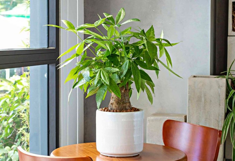 Kim ngân được biết đến là một trong số những loại cây mang lại điều tốt lành, may mắn và tài lộc cho gia chủ. Chính vì vậy mà đây là loài cây rất được ưa chuộng trồng trong nhà hoặc đặt trên bàn thờ.
