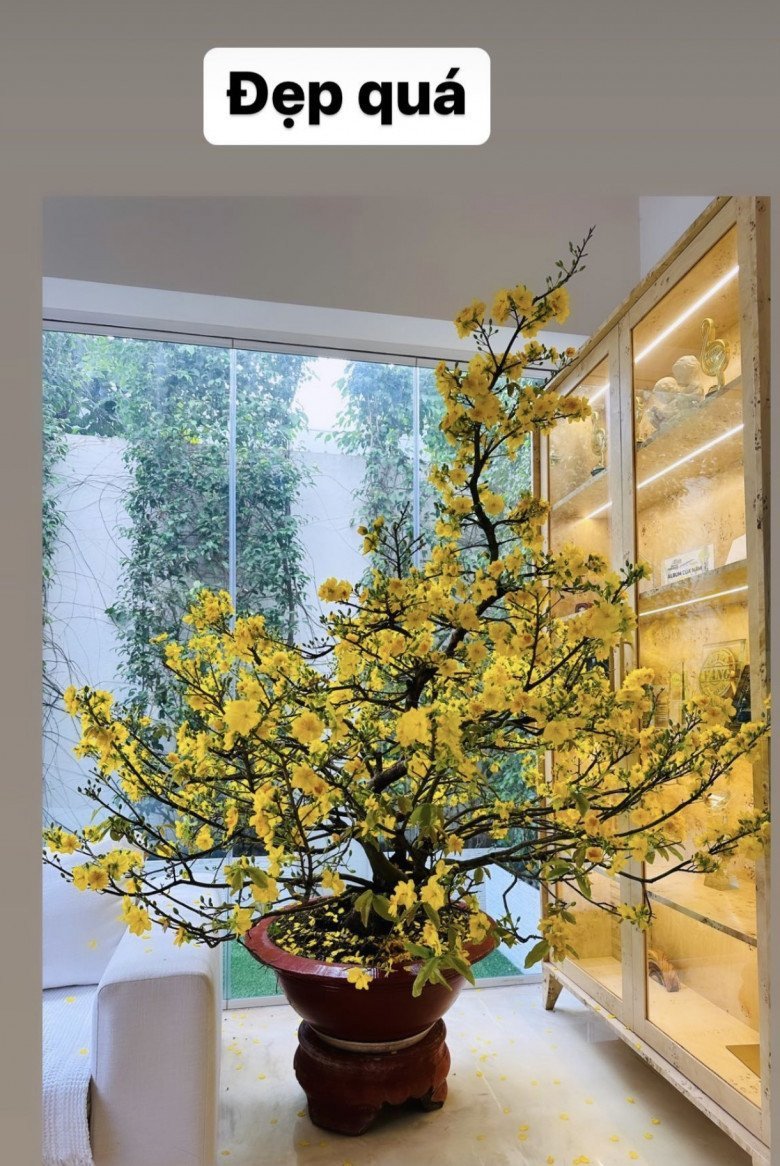 Trong nhà, năm trước Hồ Ngọc Hà đã dát vàng bằng nhiều loại hoa như hoa thanh liễu, hoa mai Mỹ khiến không gian căn nhà nổi bần bật.