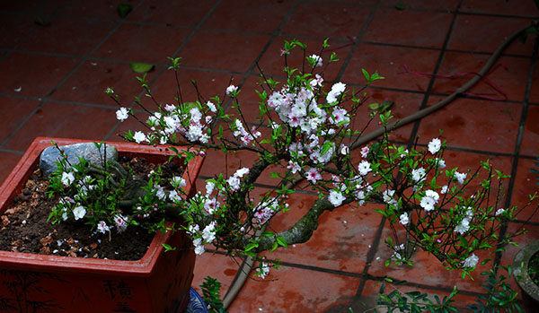 Nhất chi mai - loại hoa đẹp tinh khôi giá tiền triệu hot trend Tết Giáp Thìn 2024, mang nhiều ý nghĩa phong thủy - 2