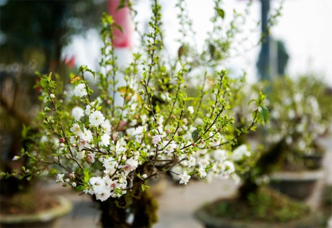 Nhất chi mai - loại hoa đẹp tinh khôi giá tiền triệu hot trend Tết Giáp Thìn 2024, mang nhiều ý nghĩa phong thủy - 3