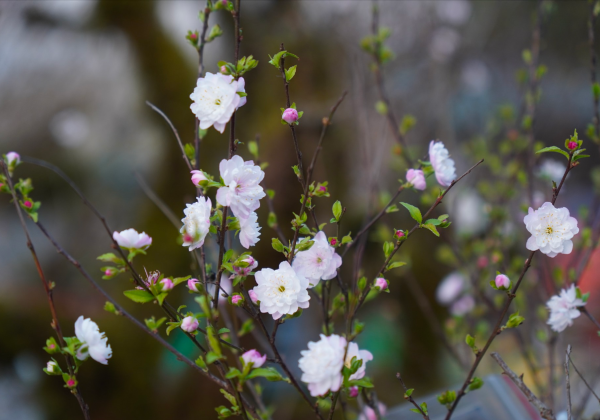 Nhất chi mai sở hữu vẻ đẹp vô cùng kiêu sa.