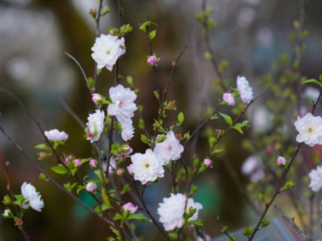 Nhất chi mai - loại hoa đẹp tinh khôi giá tiền triệu hot trend Tết Giáp Thìn 2024, mang nhiều ý nghĩa phong thủy