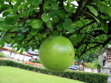 Loại quả trồng làm cảnh, nay thành đặc sản lạ dân thành phố ưa chuộng để trưng Tết, 800.000 đồng/quả