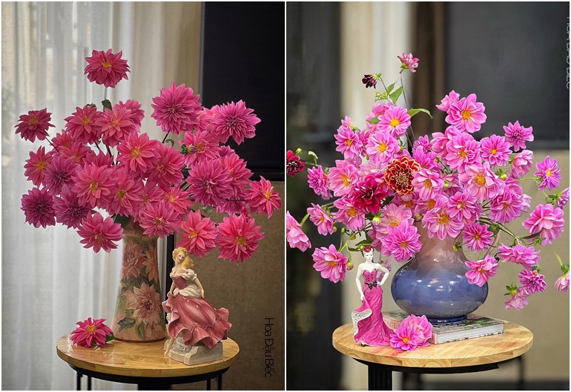Mẹ đảm Hà Nội cho biết, khi chọn hoa thược dược, nên chọn những bông hoa có độ nở 8-9/10, không nên chọn nụ nhỏ vì về khi mua về, có dưỡng hoa tốt thế nào cũng không thể nở to như trên cây được.

