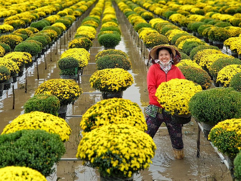 Bạn nên đến tham quan vào khoảng đầu tháng 12 tới trước ngày 23 âm lịch. Vì sau thời gian này, hoa sẽ được thu hoạch, gom bán hết cho thị trường hoa Tết Sài Gòn. Các tỉnh khác cũng không ngoại lệ nhập hoa ở Sa Đéc bán Tết. (Ảnh: Võ Minh Thiên)
