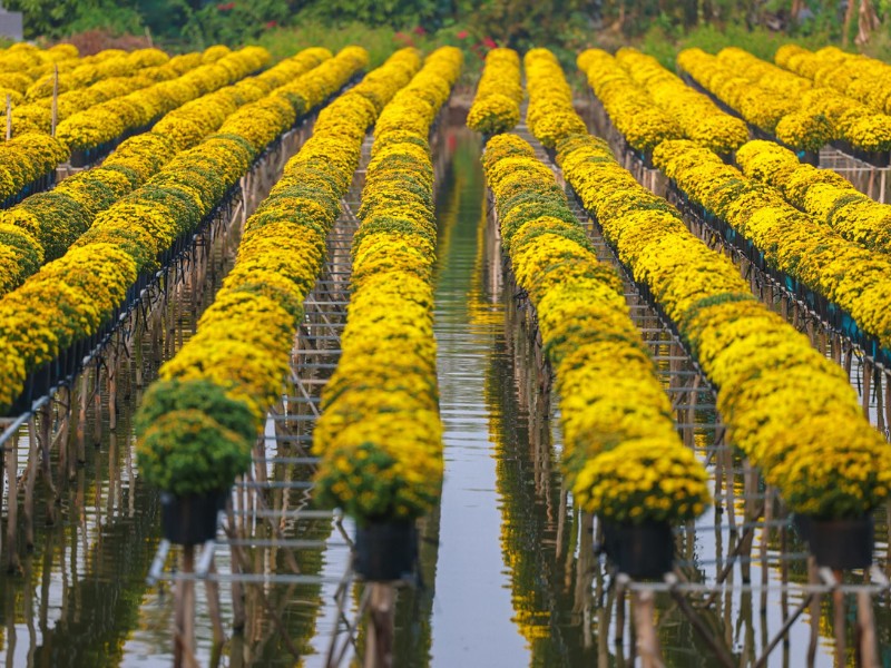 Vườn hoa Sa Đéc luôn là địa điểm du lịch hấp dẫn những ngày cận Tết mỗi năm. Đừng bỏ qua nơi này nếu bạn muốn có một bộ ảnh tuyệt vời nhé! (Ảnh: Ngo Tran Hai An)
