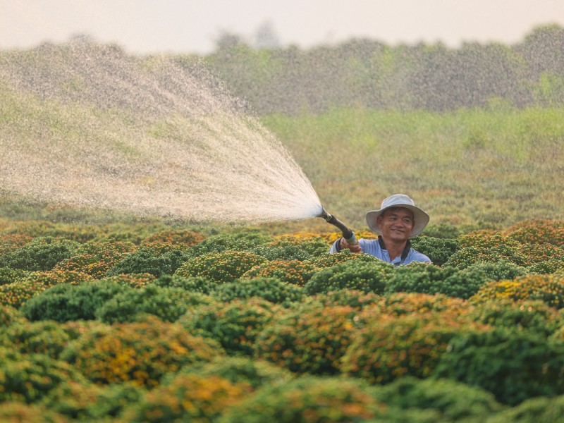 Điểm nổi bật năm nay, nông dân Sa Đéc trồng thành công cúc mâm xôi Hàn Quốc. (Ảnh: Ngo Tran Hai An)

