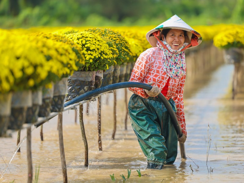 Đặc biệt cúc mâm xôi Hàn Quốc nhiều màu với số lượng 5.000 chậu, giống hoa này có nhiều màu sắc rất đẹp, nên giá cả đắt hơn so với cúc vàng truyền thống. Hiện cúc mâm xôi nhiều màu giá bán từ 150.000 – 200.000 đồng/chậu. (Ảnh: Ngo Tran Hai An)
