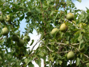 Tiêu dùng - Loại quả trồng làm cảnh, nay thành đặc sản xuất hiện trên mâm ngũ quả ngày Tết, 100.000 đồng/kg