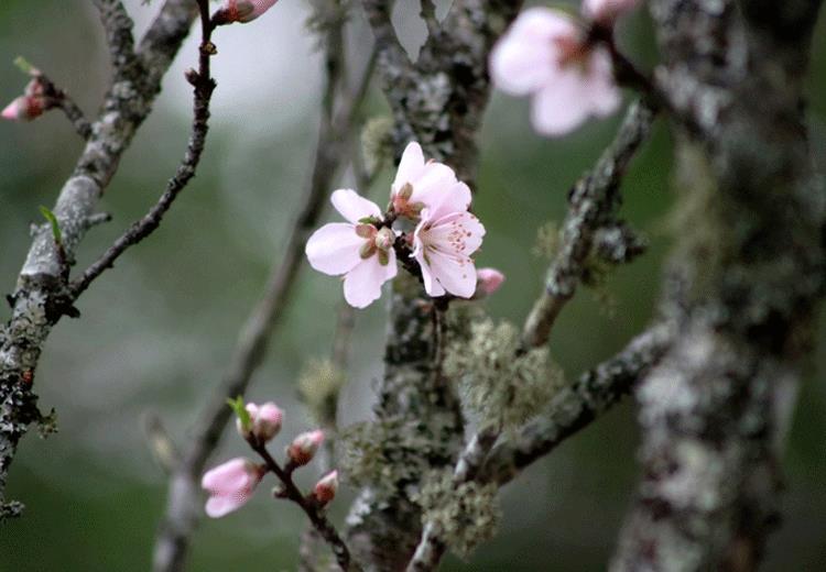 Đào đá có lớp vỏ xù xì, rêu phong.