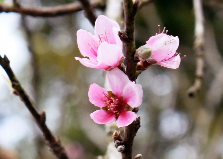Đào má hồng là giống đào ghép đặc trưng của thành phố du lịch Đà Lạt.