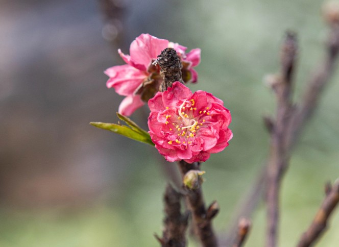 Đào Thất Thốn có màu hồng đậm, cánh dày bồng bềnh.