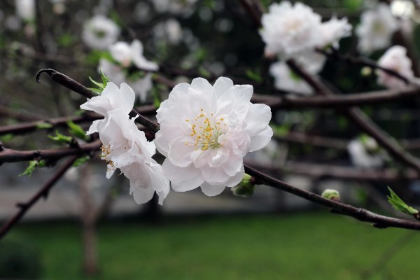 Bạch đào có màu sắc đặc trưng, khác hẳn so với các giống đào thông thường.