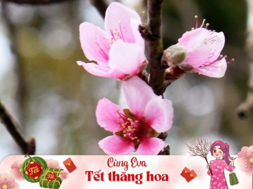 Tết Giáp Thìn 2024 cận kề: Đây là 5 loại đào dân sành chơi hoa săn lùng, dáng thế đẹp giá lên tới hàng trăm triệu đồng