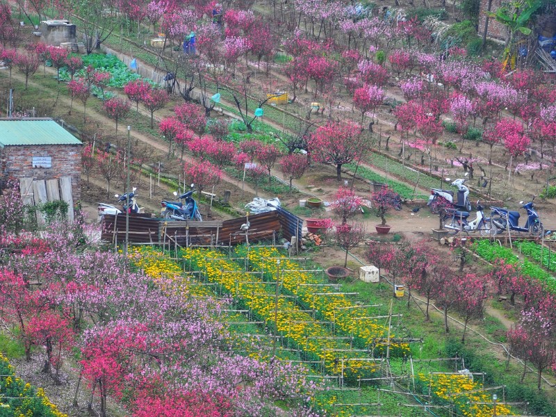 Vườn đào Phú Thượng cũng là vườn hoa đào ở Hà Nội đẹp và nổi tiếng, được nhiều du khách đến mua hoa, tham quan và chụp ảnh những dịp Tết đến. (Ảnh: Doan Bach)
