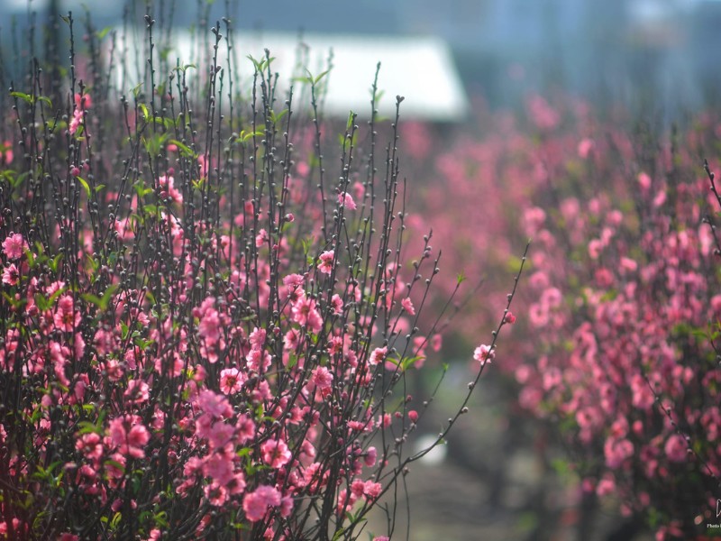 Hoa đào Phú Thượng có bông hoa và cánh hoa rất to. (Ảnh: Doan Bach)

