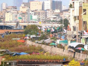 Clip Eva - Hàng chục nghìn chậu mai phủ vàng bến Bình Đông