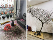 Nhà đẹp - “Kiếp nạn” hoa đào Tết 2024: Cành chưa tới Tết đã nở bung bét, cành vừa cắm đã đổ vỡ cả bình