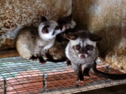 Tin tức - Nghề lạ ở Việt Nam: Bỏ công việc ổn định về nuôi loài thú lạ, cho ăn rau củ, vốn ít mà lãi tiền tỷ mỗi năm